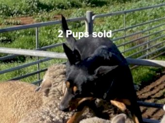Kelpie pups 3 Sold