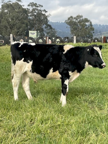 Friesian Yearling Bull Calves