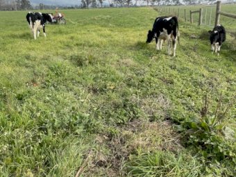 Friesian Yearling Bull Calves