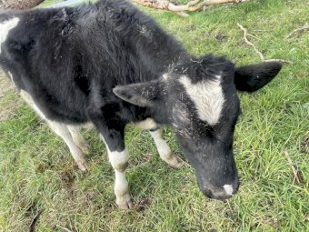Friesian Yearling Bull Calves