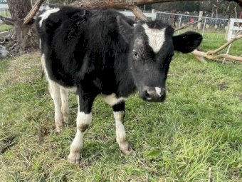Friesian Yearling Bull Calves