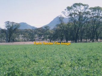 WANTED Exceptional Quality Lucerne Hay 8x4x3 Bales - Top $ Paid