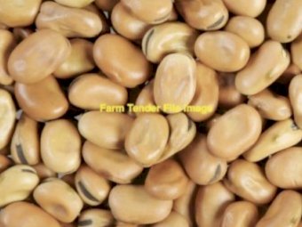 380mt Faba Beans No.1s