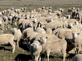 109  Scanned White Suffolk/Merino 2nd Cross Ewe Lambs in Lamb