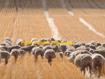 WANTED Sheep Agistment