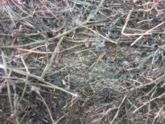 Lucerne Hay 8x4x3 Bales