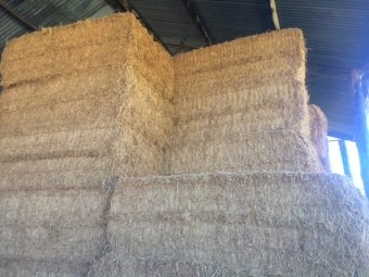 Lucerne Hay 8x4x3 Bales