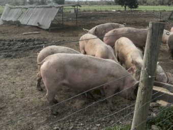 Mixed Age Sows