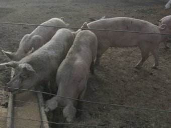Mixed Age Sows