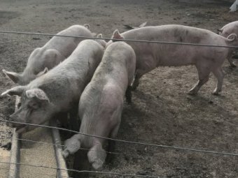 Mixed Age Sows