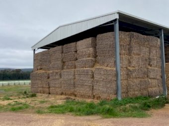 Wheaten straw Header tailings