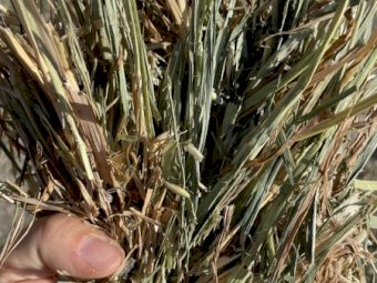 Oaten Hay 8x4x3 Bales (Freighted only)