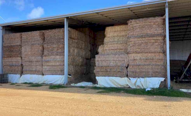 2019 Windrowed Wheaten Straw