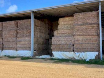2019 Windrowed Wheaten Straw