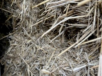 Wheaten Straw 8x4x3 Bales