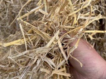 75m/t Barley Straw