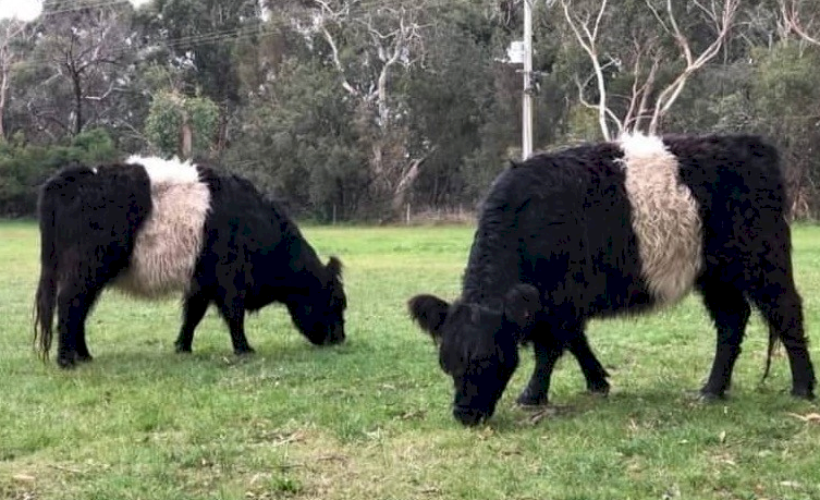 2 x Miniture Belted Galloway Females wanted
