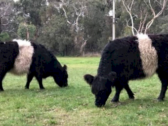2 x Miniture Belted Galloway Females wanted