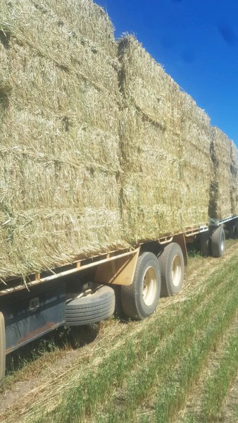 150mt Oaten Hay 650kg 8x4x3 Bales