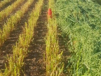 150mt Oaten Hay 650kg 8x4x3 Bales