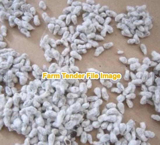 200mt Cotton Seed (Delivery Only)