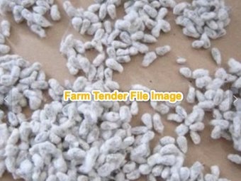 200mt Cotton Seed (Delivery Only)