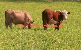 WANTED Cattle Agistment or Lease