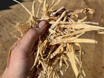 250mt Wheaten Straw 500-530kg 8x4x3 Bales (Header Trailed)