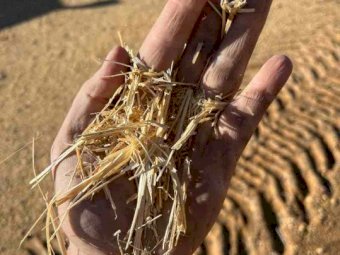 250mt Wheaten Straw 500-530kg 8x4x3 Bales (Header Trailed)