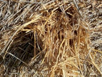 Wheaten & Barley Straw