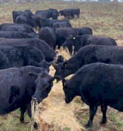 50 x Angus Heifers (POA Must be SOLD by 12/8)
