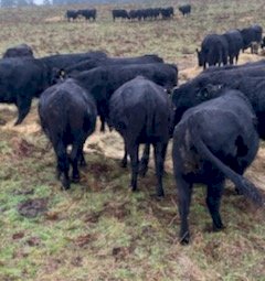 50 x Angus Heifers (POA Must be SOLD by 12/8)