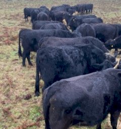 50 x Angus Heifers (POA Must be SOLD by 12/8)