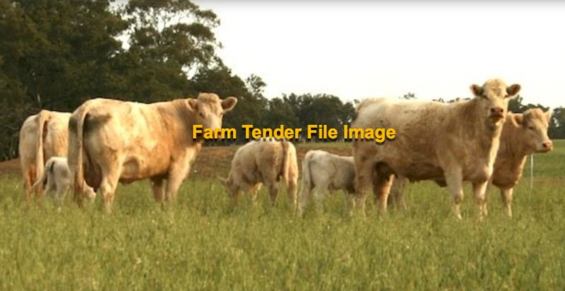 WANTED Charolais Heifers or cows