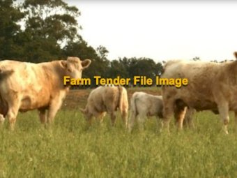 WANTED Charolais Heifers or cows