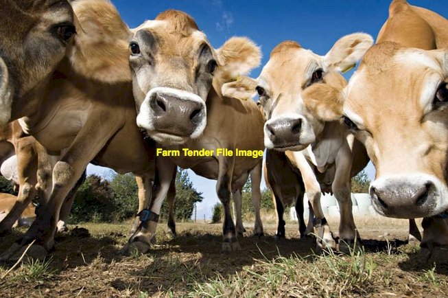 Jersey heifer or cow