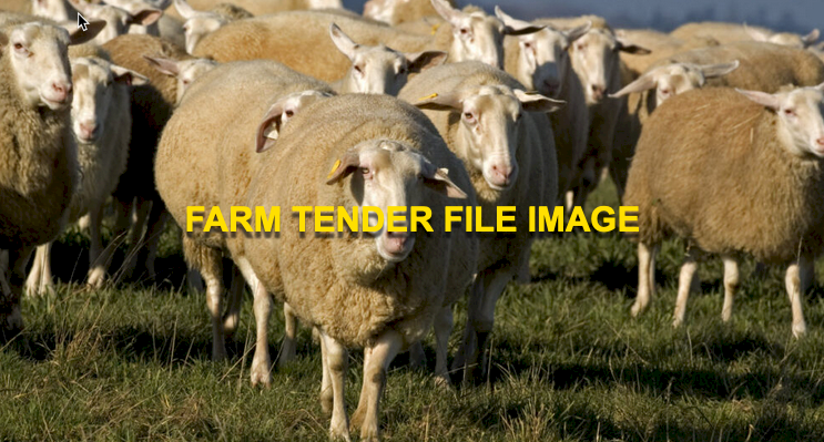 WANTED East Friesian Ewes