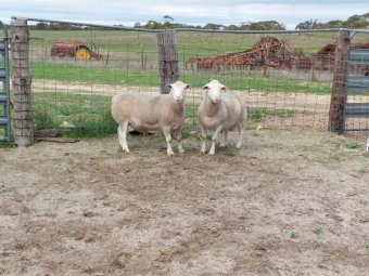2  x White Dorper Rams