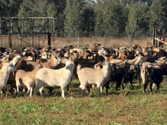 Rangeland Goats x 200
