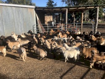 Rangeland Goats x 200