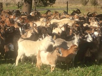 Rangeland Goats x 200
