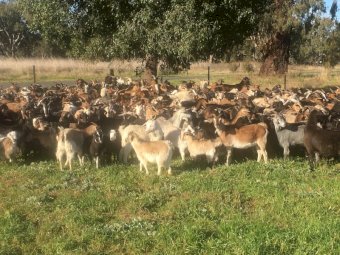 Rangeland Goats x 200
