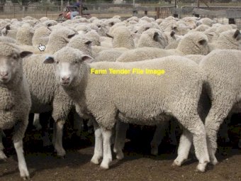 270 1ST Cross Ewes