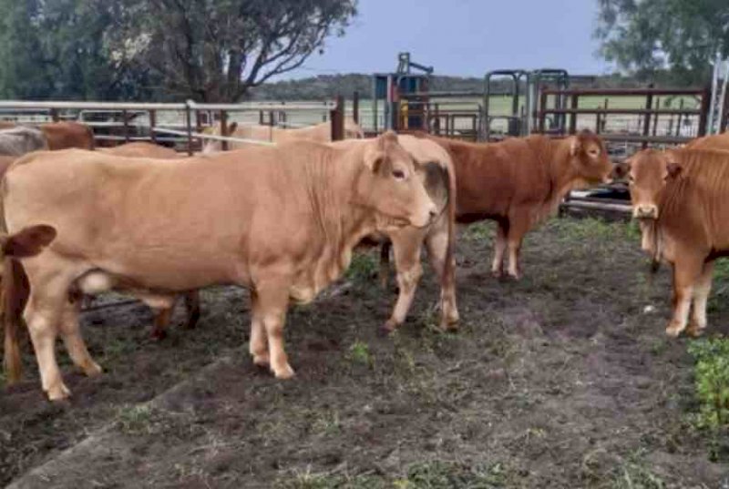 40 x Angus- Droughtmaster- Charolais x Cows | Farm Tender