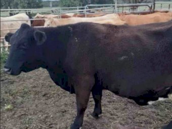 40 x Angus- Droughtmaster- Charolais x Cows