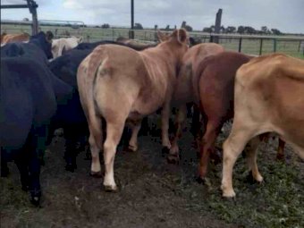 40 x Angus- Droughtmaster- Charolais x Cows