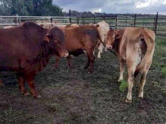 40 x Angus- Droughtmaster- Charolais x Cows