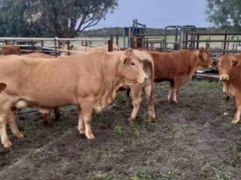 40 x Angus- Droughtmaster- Charolais x Cows
