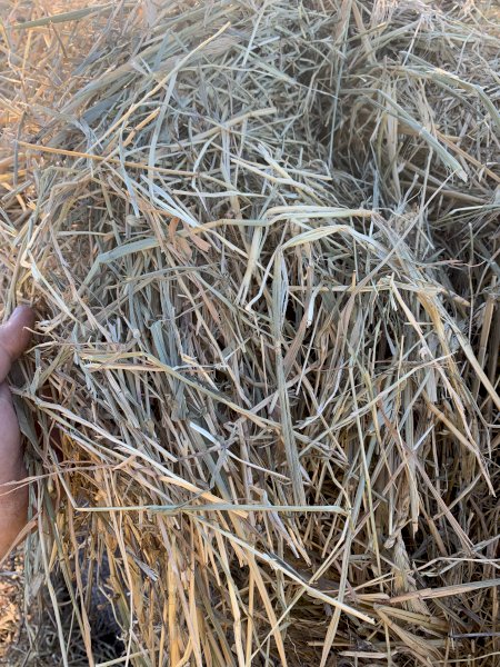 Wheaten Hay 5x4 Rolls