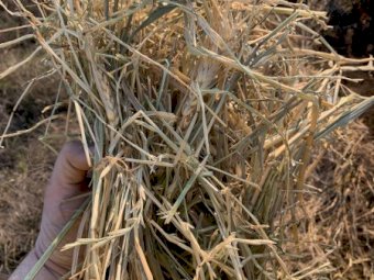 Wheaten Hay 5x4 Rolls